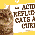 Acid Reflux in Cats