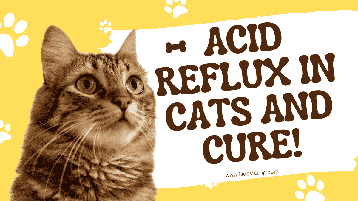 Acid Reflux in Cats