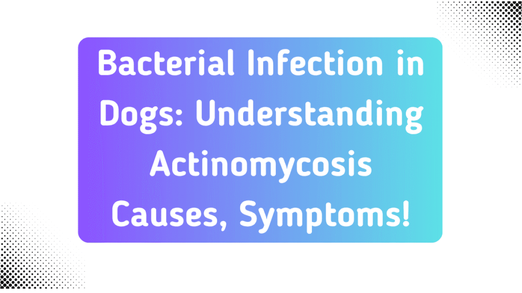 Bacterial Infection in Dogs: Understanding Actinomycosis Causes, Symptoms, and Treatment 1 Bacterial Infection in Dogs