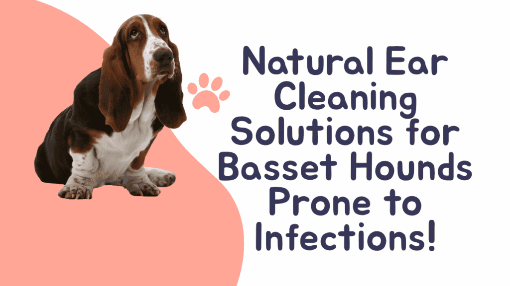 Basset Hounds