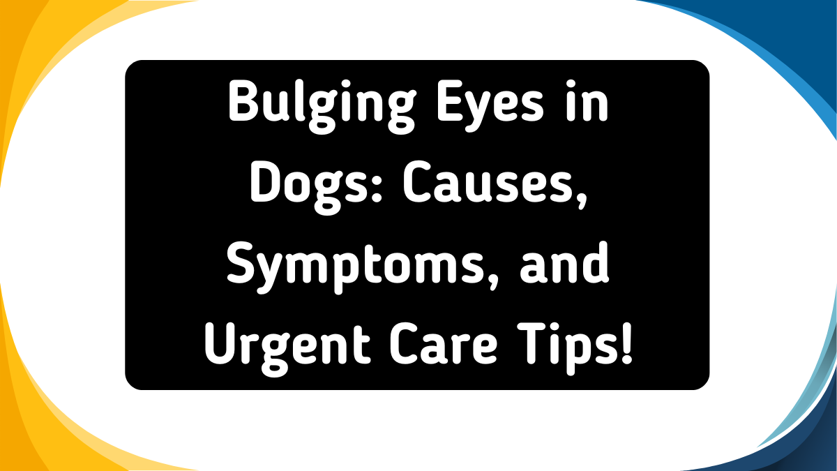 Bulging Eyes in Dogs
