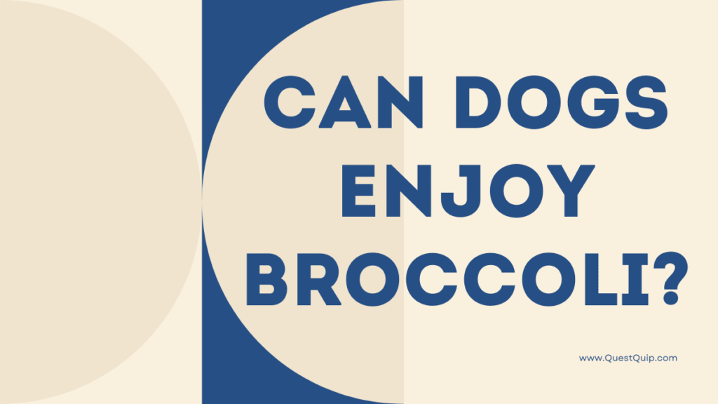Can Dogs Enjoy Broccoli? A Comprehensive Guide to This Green Veggie Treat 1 Can Dogs Enjoy Broccoli?