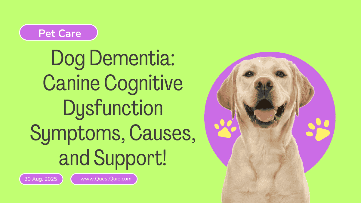 Dog Dementia
