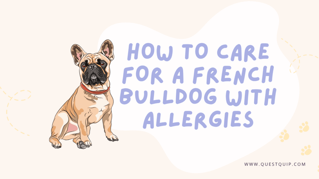 French Bulldog Care