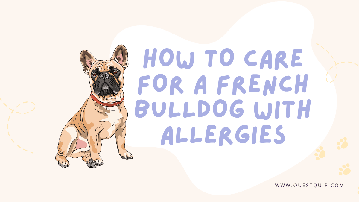 French Bulldog Care