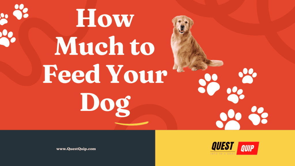 How Much to Feed Your Dog 1 How Much to Feed Your Dog