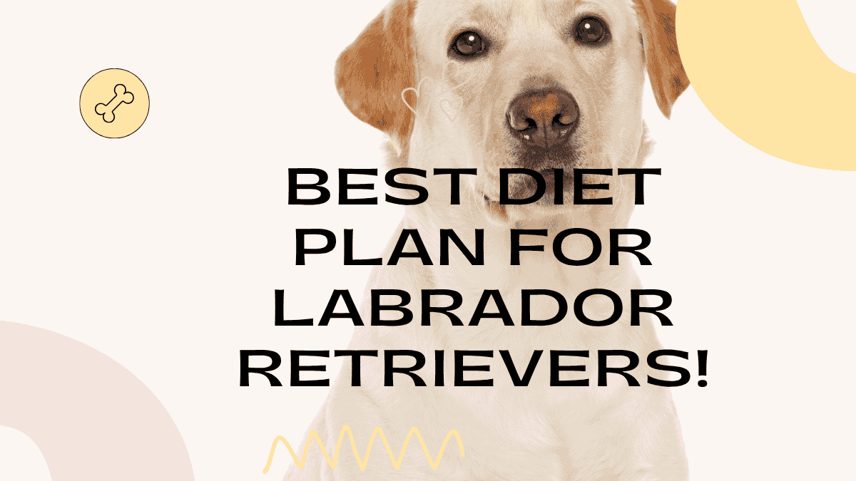 Labrador Retrievers
