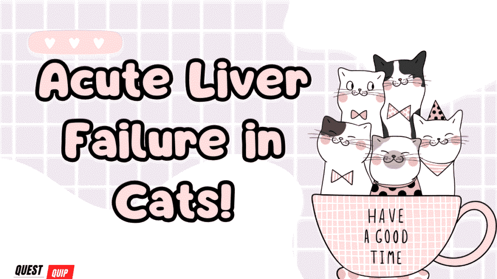 Liver Failure in Cats