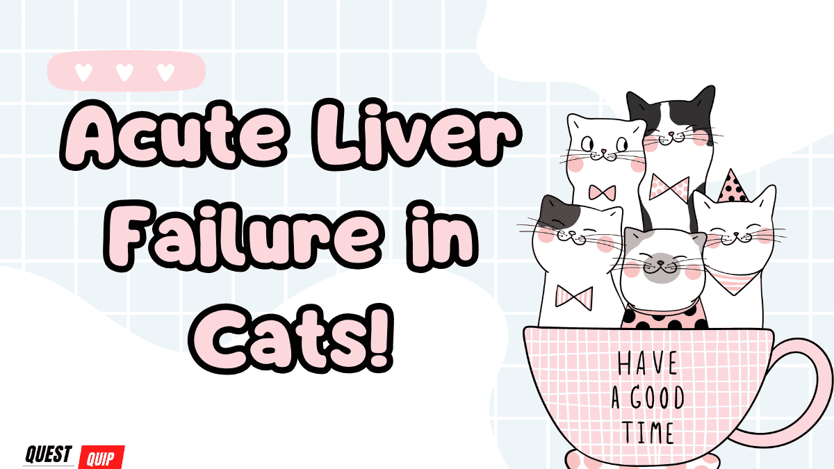 Liver Failure in Cats