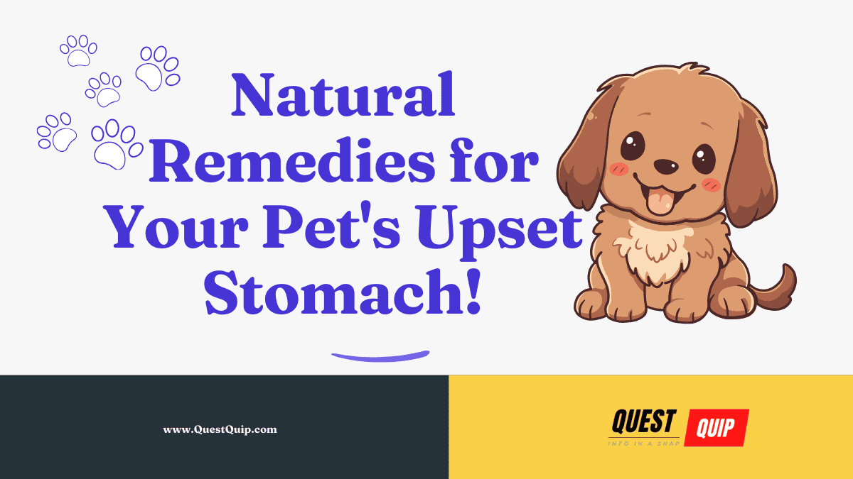 Pet's Upset Stomach