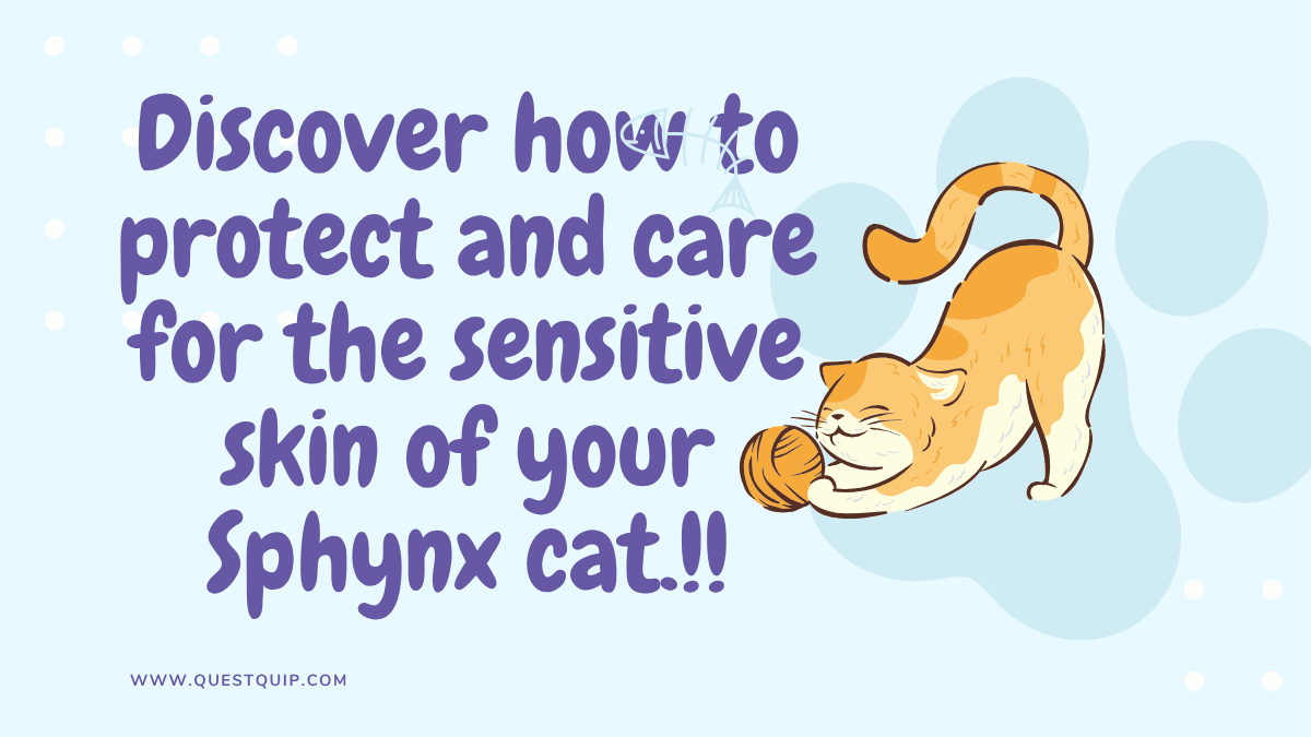 Sphynx cat
