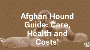 Afghan Hound