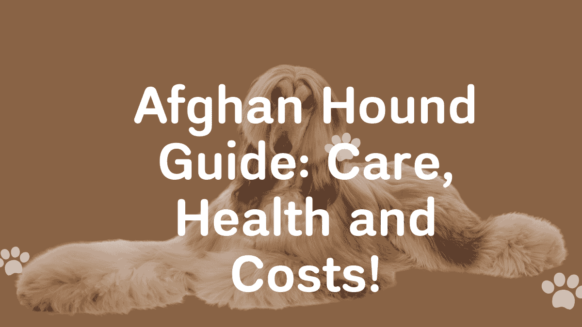 Afghan Hound