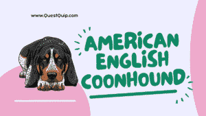 American English Coonhound