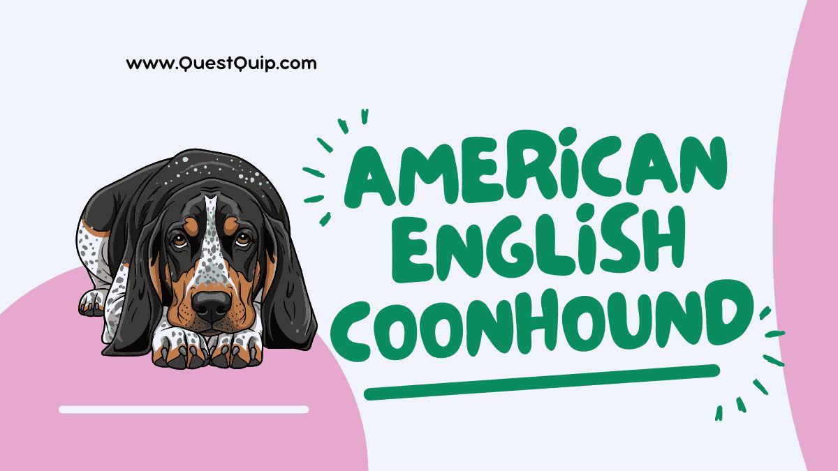 American English Coonhound