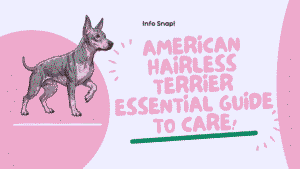American Hairless Terrier: Essential Guide to Care