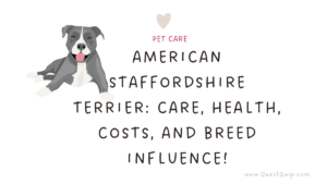 American Staffordshire Terrier