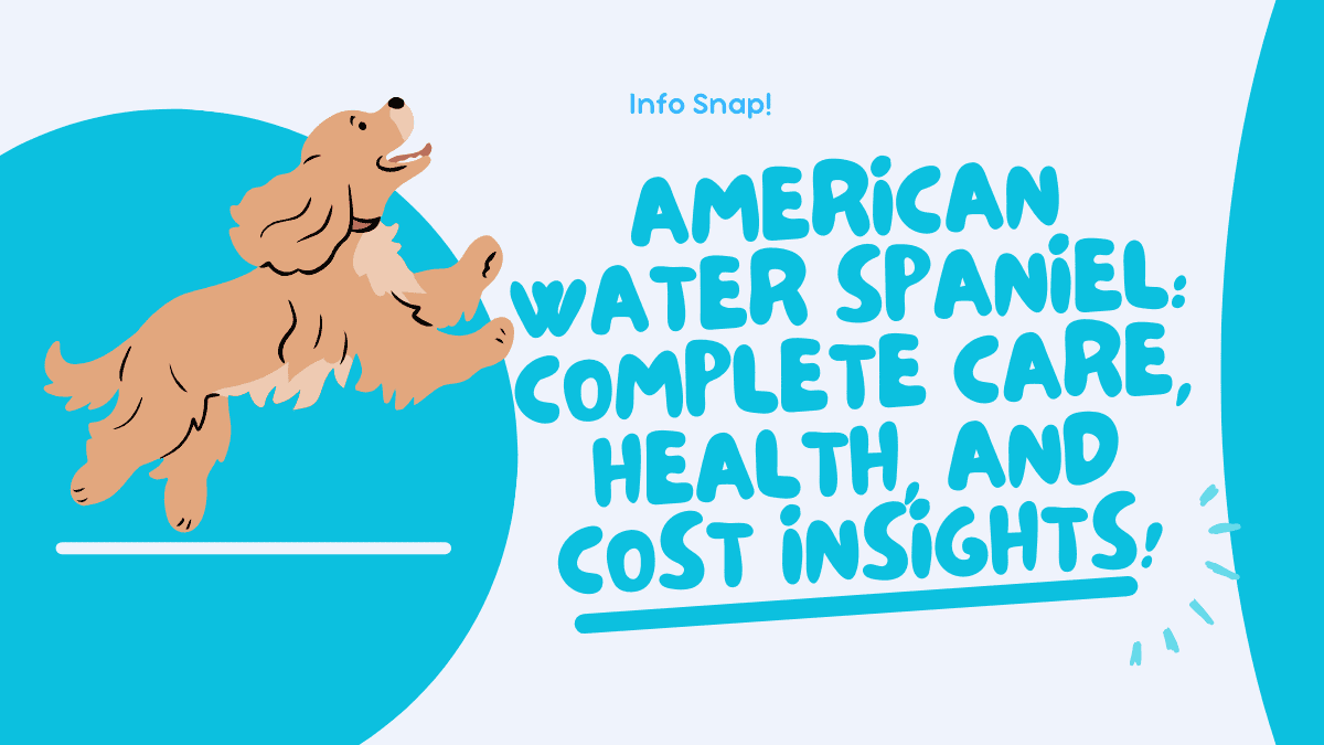 American Water Spaniel
