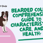 Bearded Collie