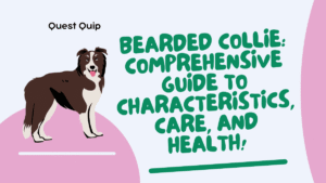 Bearded Collie