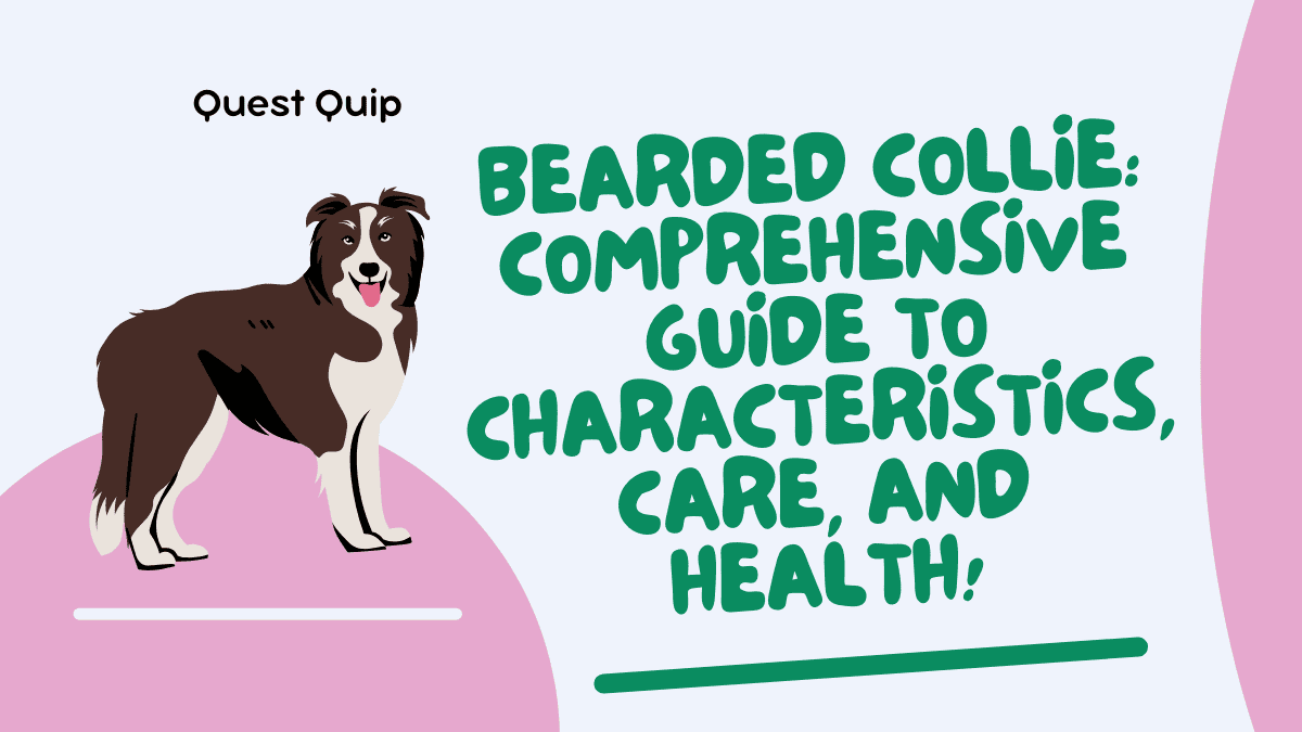Bearded Collie