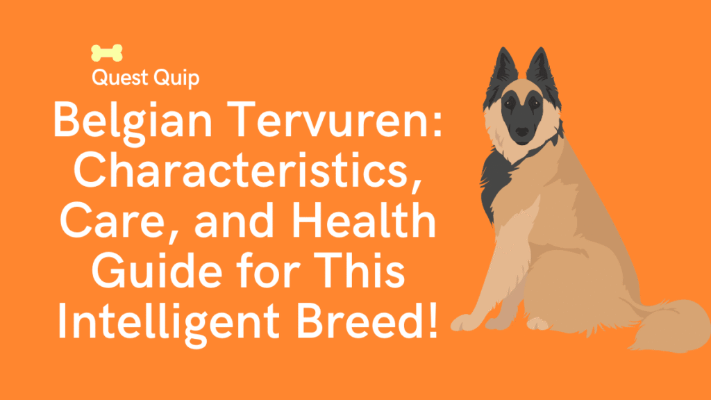Belgian Tervuren