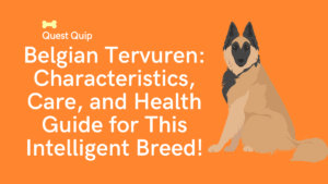 Belgian Tervuren