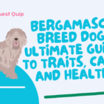 Bergamasco Breed Dog