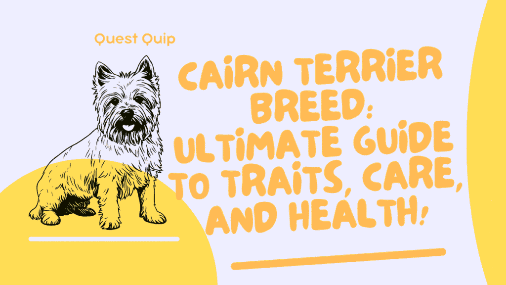 Cairn Terrier Breed: Ultimate Guide to Traits, Care, and Health 1 Cairn Terrier Breed