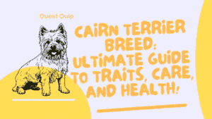 Cairn Terrier Breed