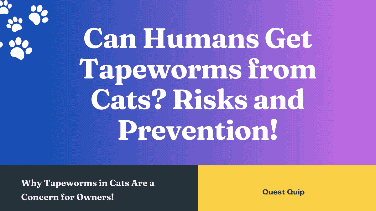 Can Humans Get Tapeworms from Cats