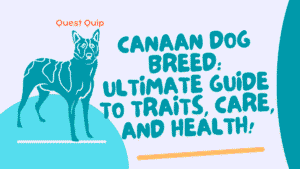 Canaan Dog Breed