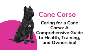 Cane Corso