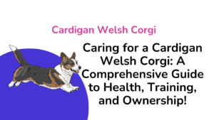 Cardigan Welsh Corgi