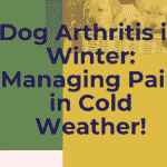 Dog Arthritis in Winter