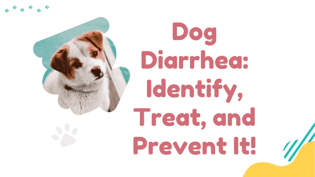 Dog Diarrhea