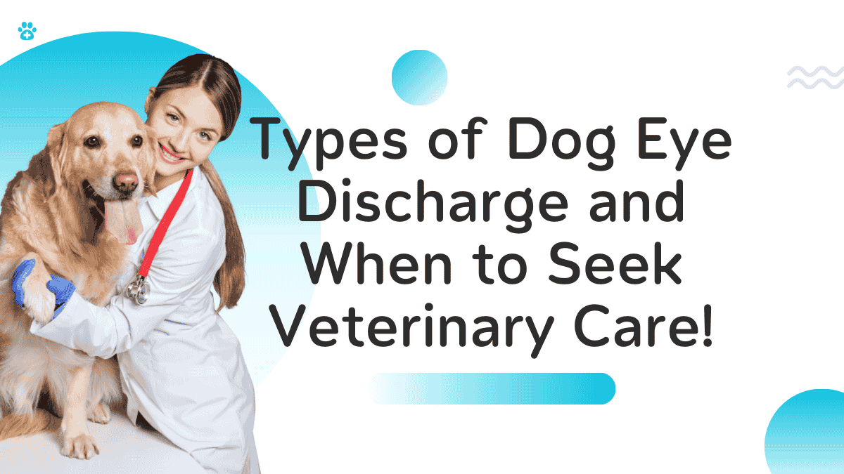 Dog Eye Discharge