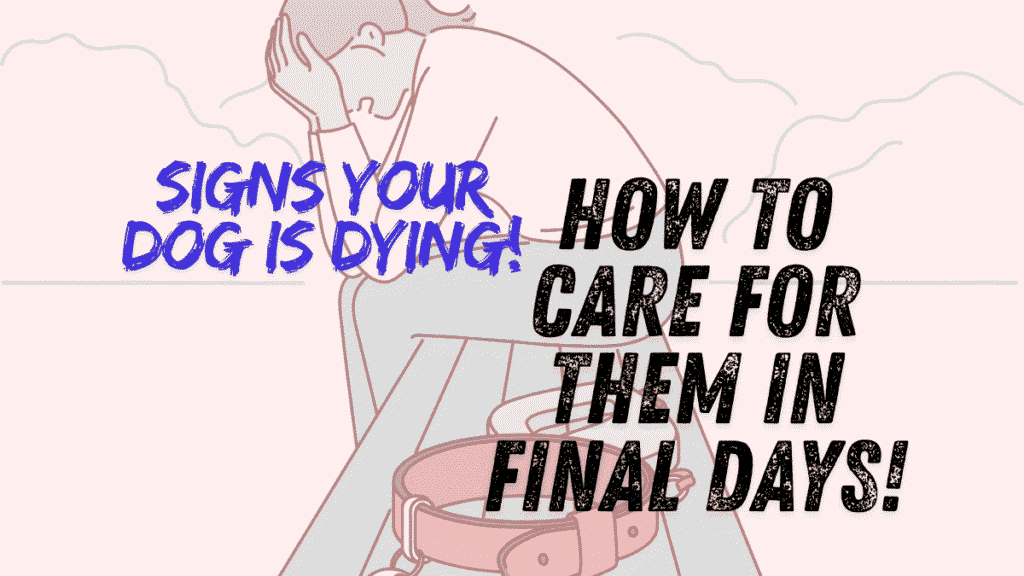 Dog Is Dying