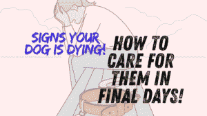 Dog Is Dying