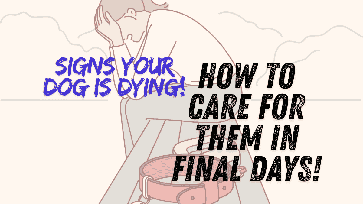 Dog Is Dying