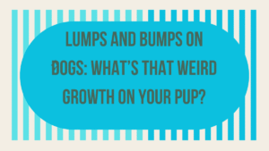 Lumps and Bumps on Dogs