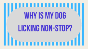 Why Is My Dog Licking Non-Stop