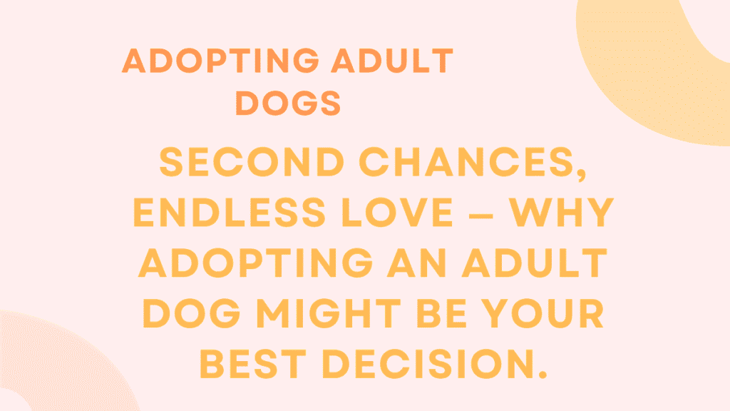 Adopting Adult Dogs: Complete Guide to What Expect, Challenges, and Success 1 Adopting Adult Dogs
