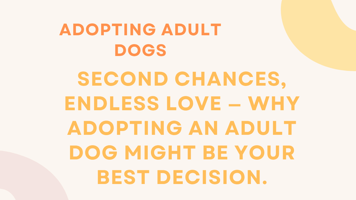 Adopting Adult Dogs