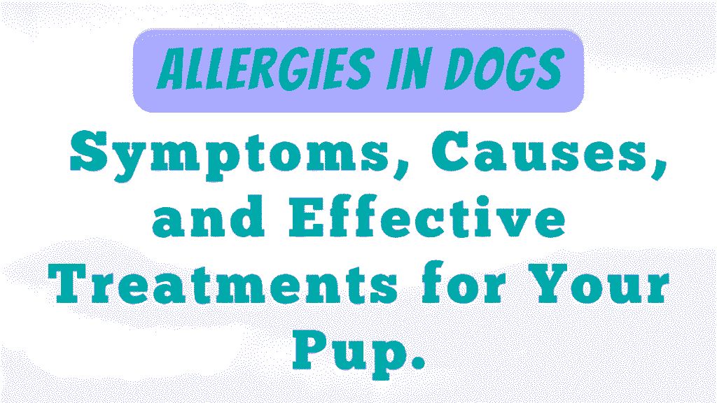 Allergies in Dogs