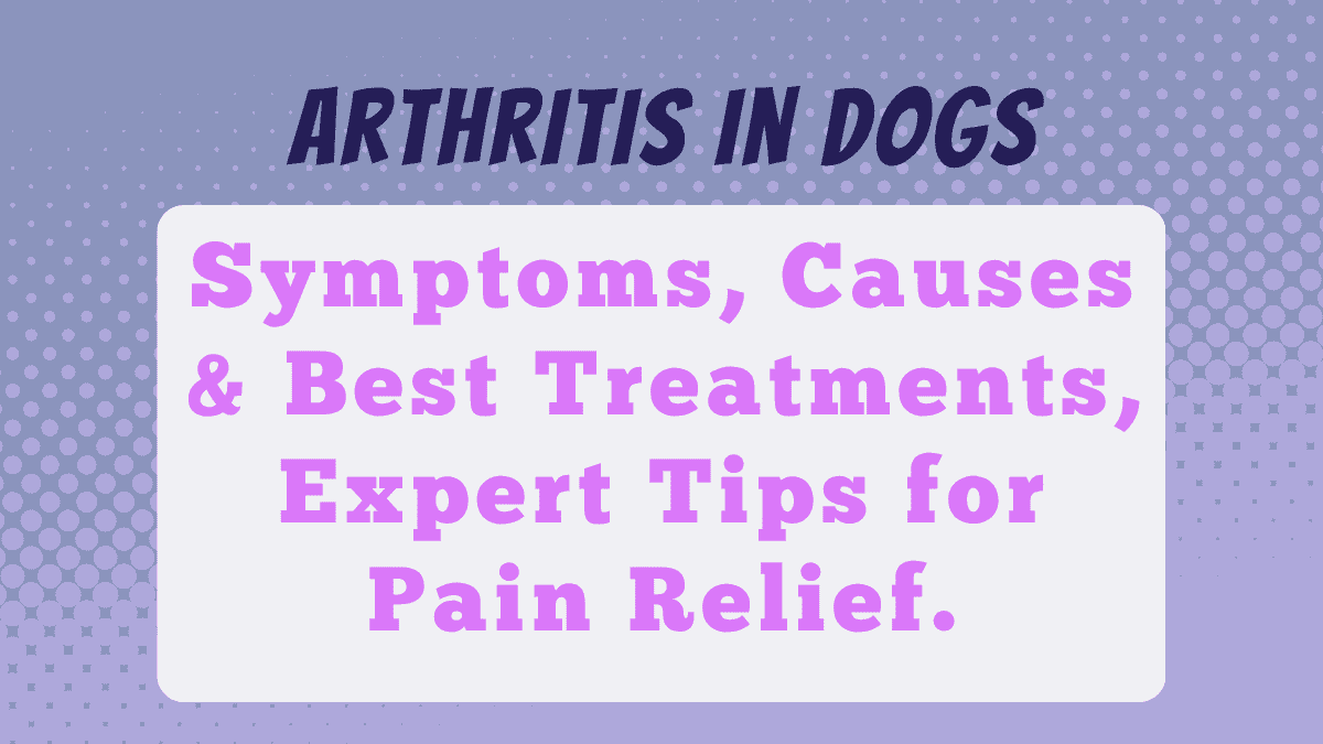 Arthritis in Dogs