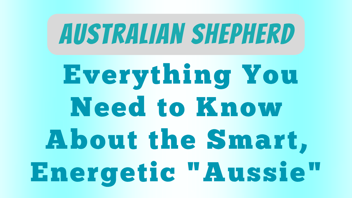 Australian Shepherd