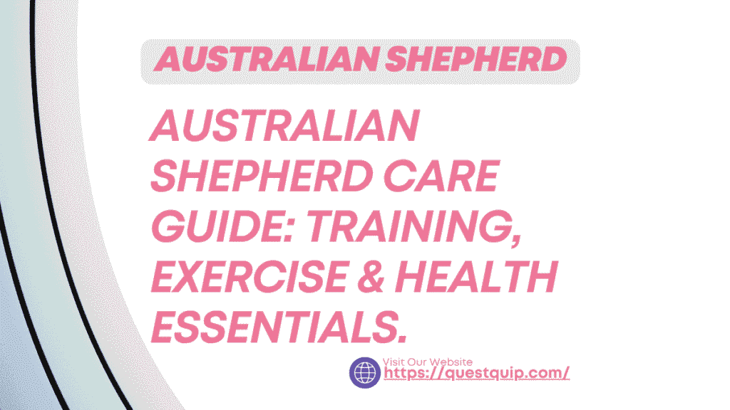 Australian Shepherd