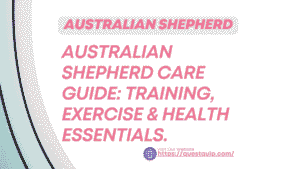 Australian Shepherd