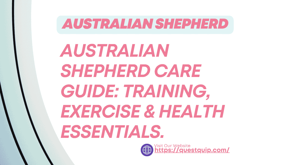 Australian Shepherd